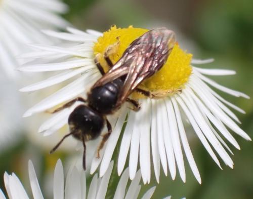 Halictus maculatus